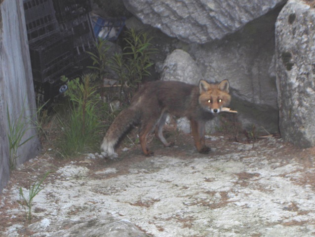 ABITANTI DELLA VALSAVARENCHE , PARCO NAZIONALE GRAN PARADISO